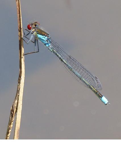 Réf. 185 410 : Erythromma najas